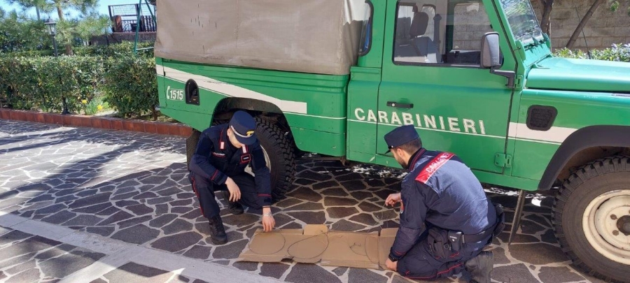 Cotronei (KR): Attività di antibracconaggio svolta dai Carabinieri Forestali all’interno del Parco Nazionale della Sila. 